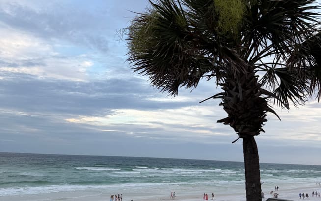 A single palm above the Gulf shoreline at dusk, a few people still on the sand